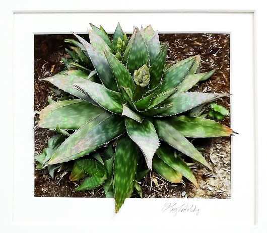 AloeMaculata.jpg